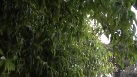 Renata Davila Pissing